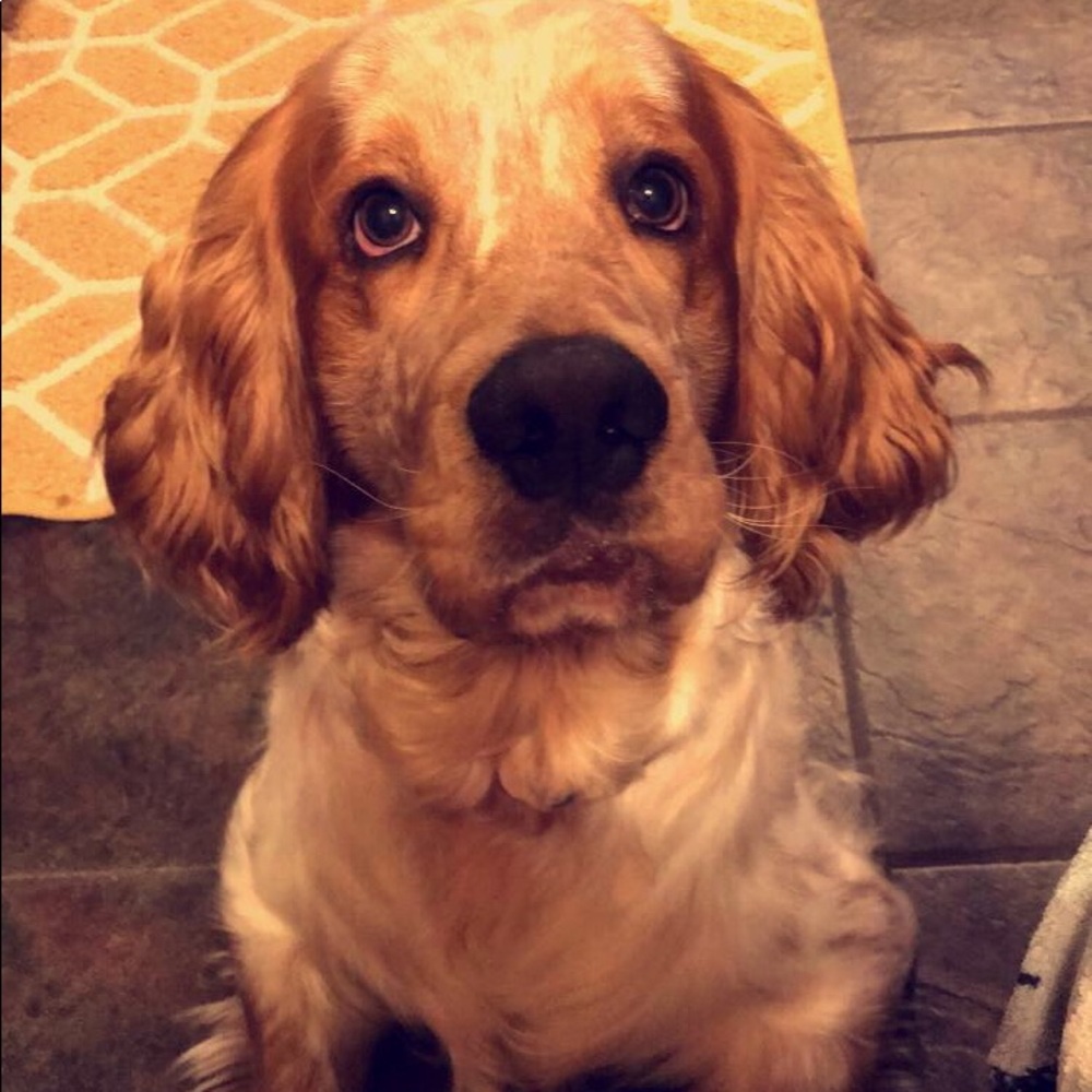 Meet your Posher, Gigi